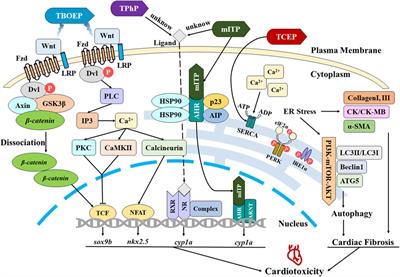 Research progress in cardiotoxicity of organophosphate esters